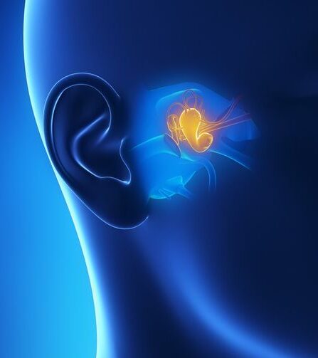 middle ear anatomy
